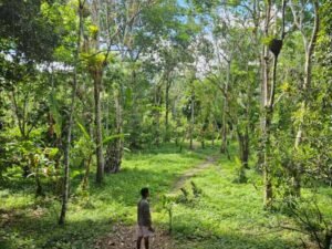 plantacao de cacau em itacare bahia